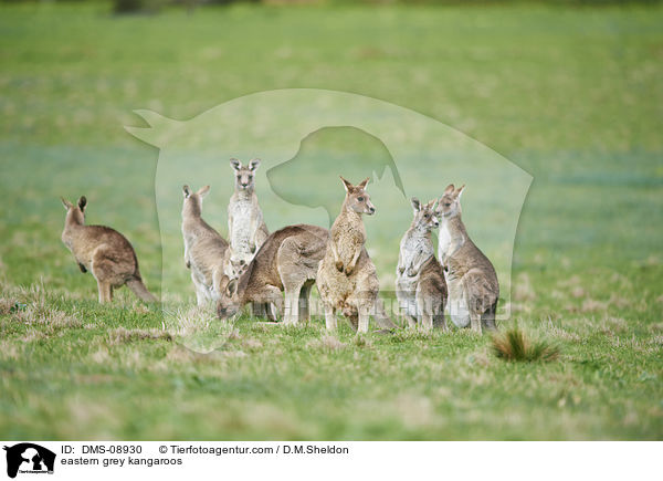 stliche Graue Riesenkngurus / eastern grey kangaroos / DMS-08930