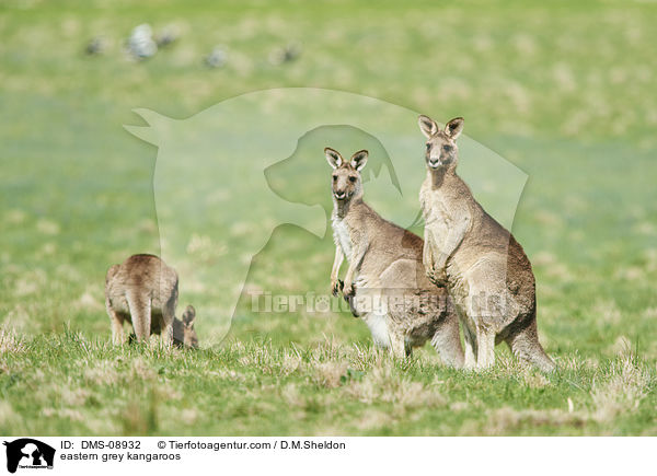 eastern grey kangaroos / DMS-08932