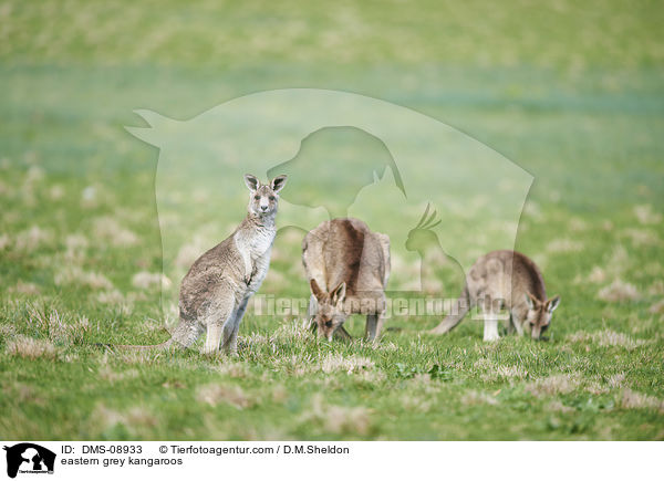 eastern grey kangaroos / DMS-08933