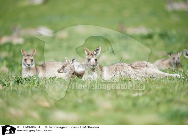 stliche Graue Riesenkngurus / eastern grey kangaroos / DMS-08934