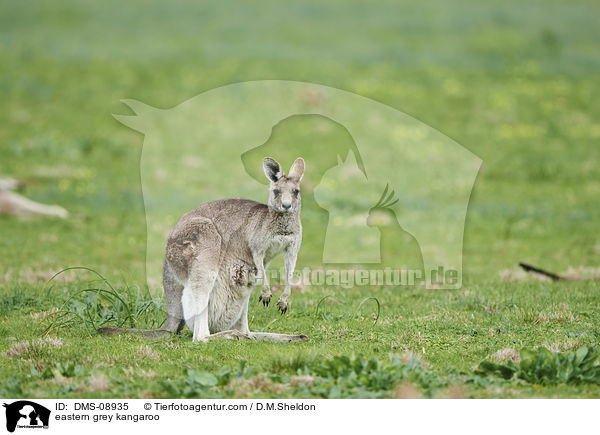 eastern grey kangaroo / DMS-08935