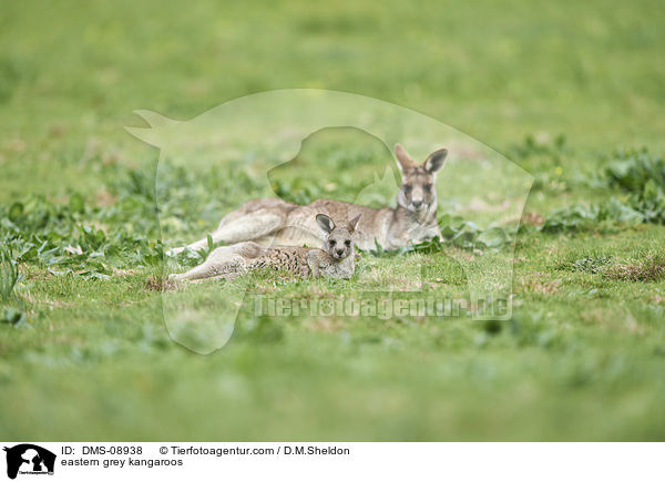 eastern grey kangaroos / DMS-08938
