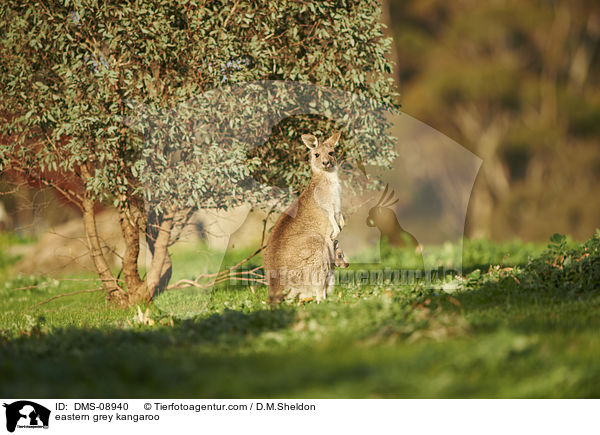 eastern grey kangaroo / DMS-08940