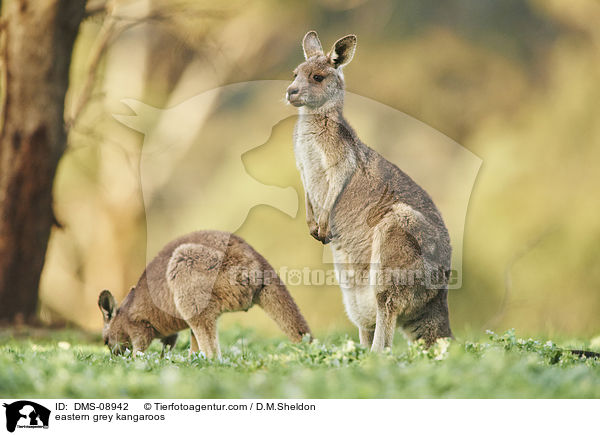 eastern grey kangaroos / DMS-08942