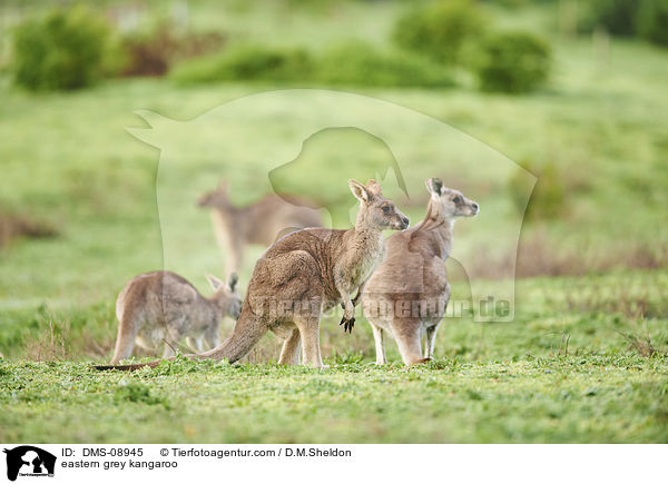stliche Graue Riesenkngurus / eastern grey kangaroo / DMS-08945