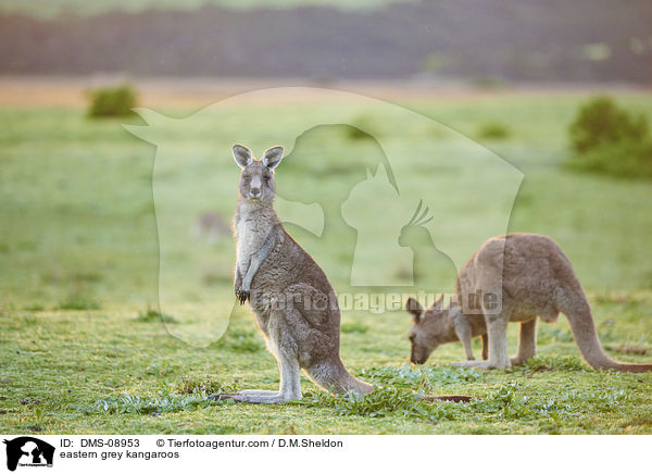 eastern grey kangaroos / DMS-08953