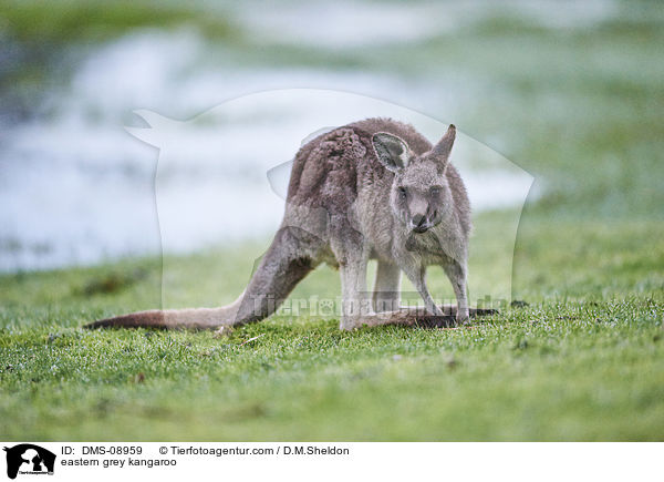 eastern grey kangaroo / DMS-08959