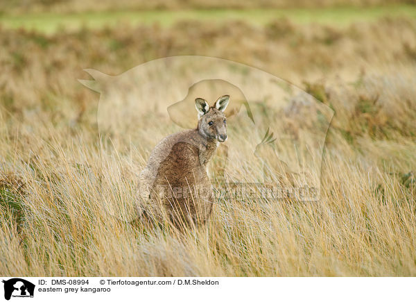 stliches Graues Riesenknguru / eastern grey kangaroo / DMS-08994