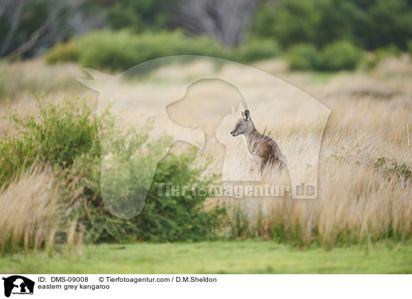 stliches Graues Riesenknguru / eastern grey kangaroo / DMS-09008