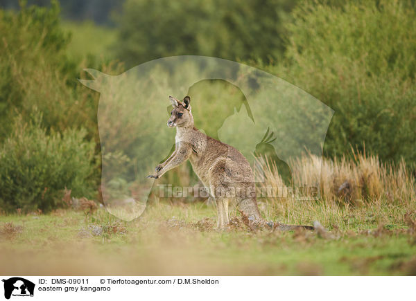 stliches Graues Riesenknguru / eastern grey kangaroo / DMS-09011