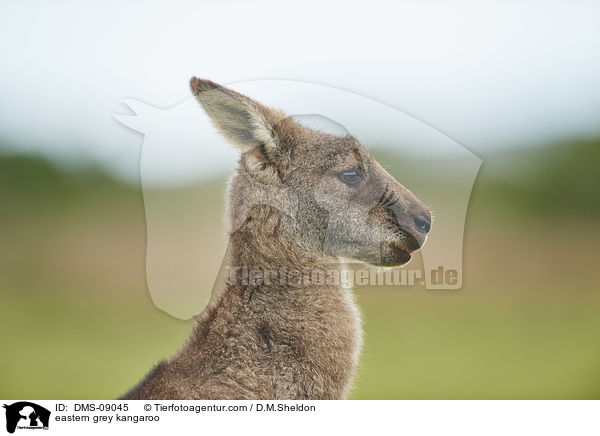 stliches Graues Riesenknguru / eastern grey kangaroo / DMS-09045