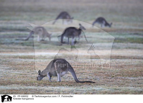 forester kangaroos / FF-08952