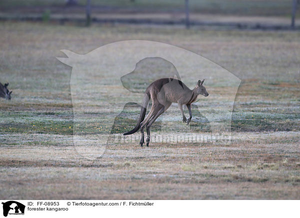 stliches Graues Riesenknguru / forester kangaroo / FF-08953