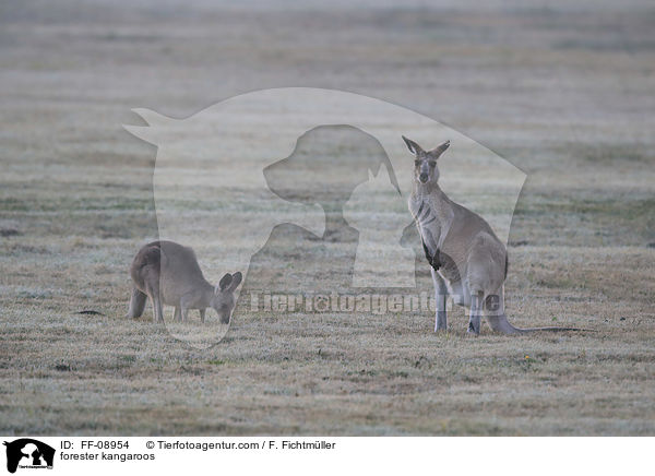 stliches Graues Riesenkngurus / forester kangaroos / FF-08954