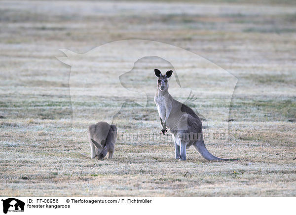 stliches Graues Riesenkngurus / forester kangaroos / FF-08956