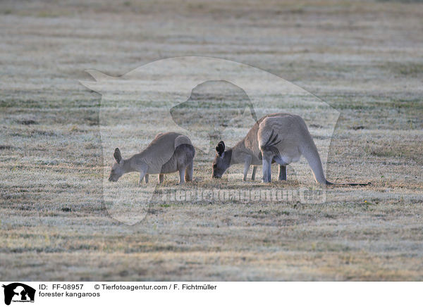 stliches Graues Riesenkngurus / forester kangaroos / FF-08957