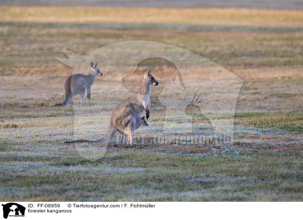 stliches Graues Riesenkngurus / forester kangaroos / FF-08959