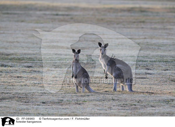 stliches Graues Riesenkngurus / forester kangaroos / FF-08960