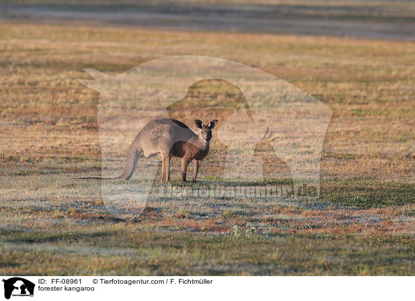 stliches Graues Riesenknguru / forester kangaroo / FF-08961