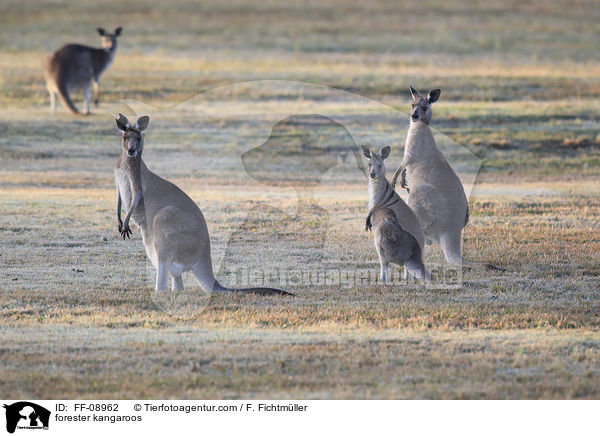 stliches Graues Riesenkngurus / forester kangaroos / FF-08962