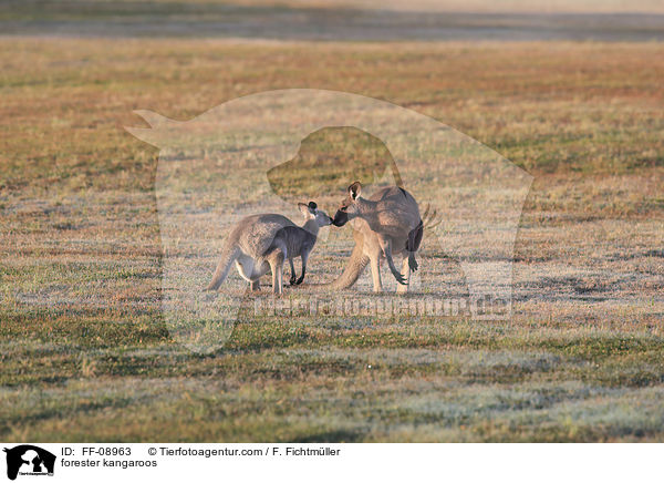 stliches Graues Riesenkngurus / forester kangaroos / FF-08963