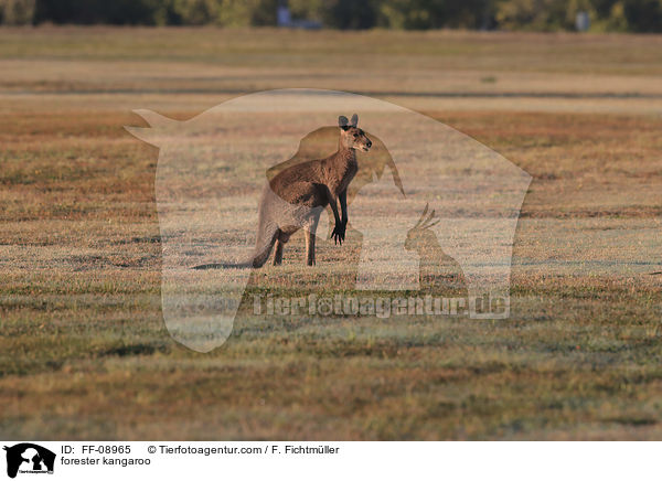 stliches Graues Riesenknguru / forester kangaroo / FF-08965