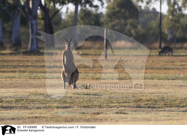 stliches Graues Riesenkngurus / forester kangaroos / FF-08966