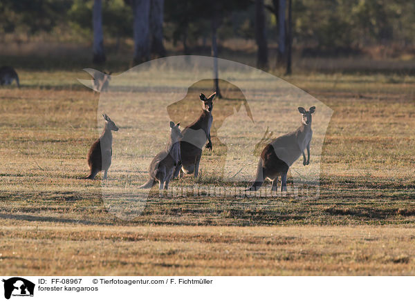 stliches Graues Riesenkngurus / forester kangaroos / FF-08967