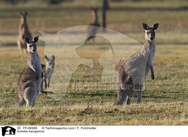 stliches Graues Riesenkngurus / forester kangaroos / FF-08969