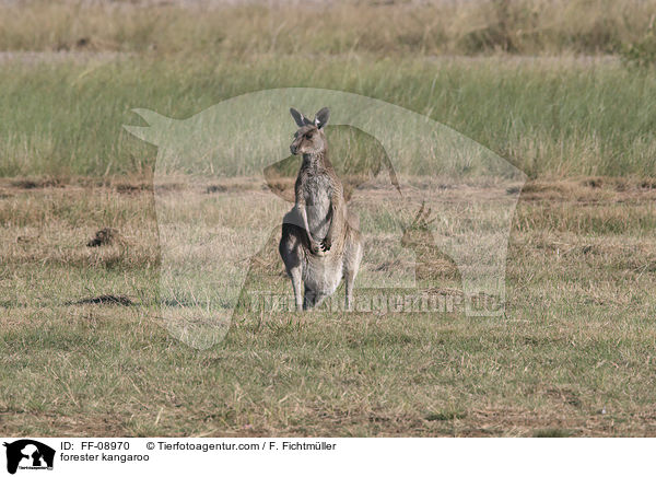 stliches Graues Riesenknguru / forester kangaroo / FF-08970