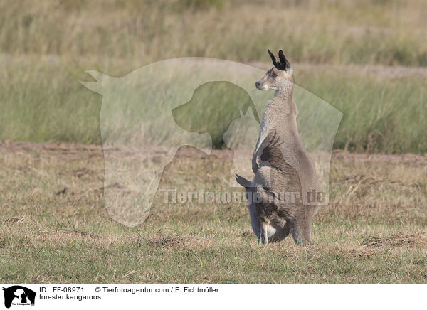 forester kangaroos / FF-08971