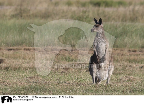 forester kangaroo / FF-08972