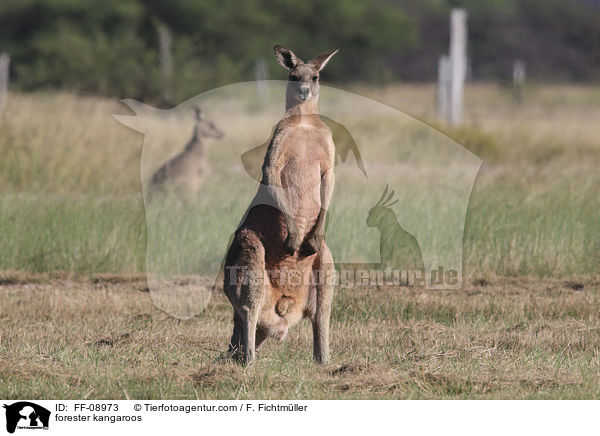 stliches Graues Riesenkngurus / forester kangaroos / FF-08973