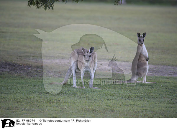stliches Graues Riesenkngurus / forester kangaroos / FF-08974