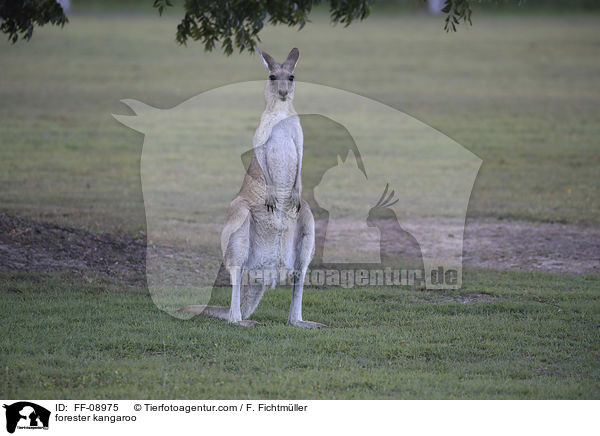 stliches Graues Riesenknguru / forester kangaroo / FF-08975