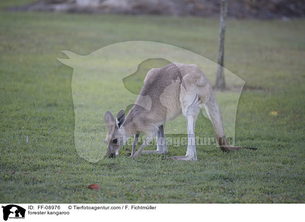 stliches Graues Riesenknguru / forester kangaroo / FF-08976