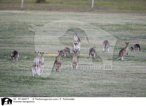 forester kangaroos / FF-08977