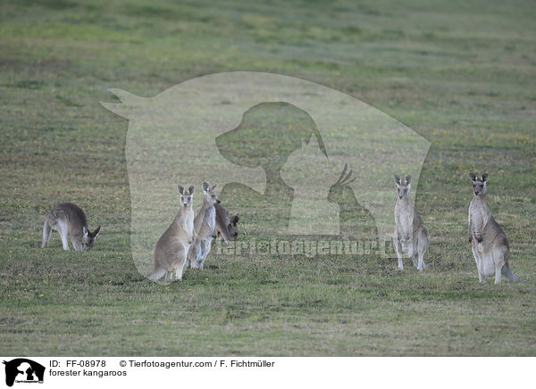 forester kangaroos / FF-08978