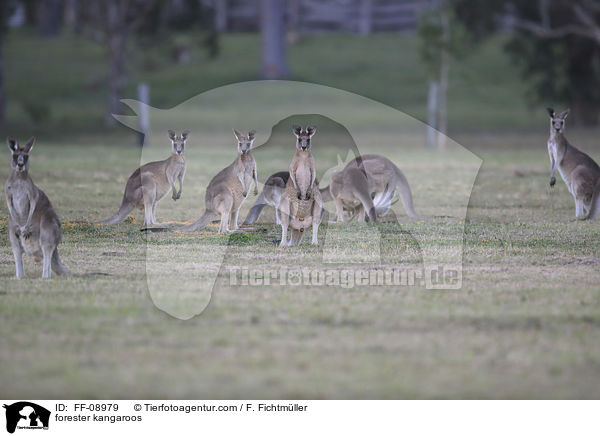 forester kangaroos / FF-08979