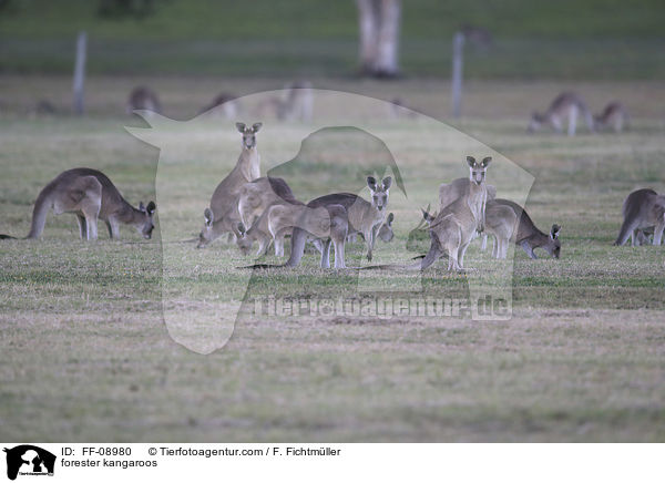 stliches Graues Riesenkngurus / forester kangaroos / FF-08980