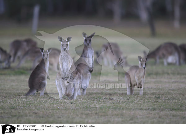 forester kangaroos / FF-08981