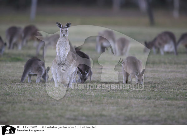 stliches Graues Riesenkngurus / forester kangaroos / FF-08982
