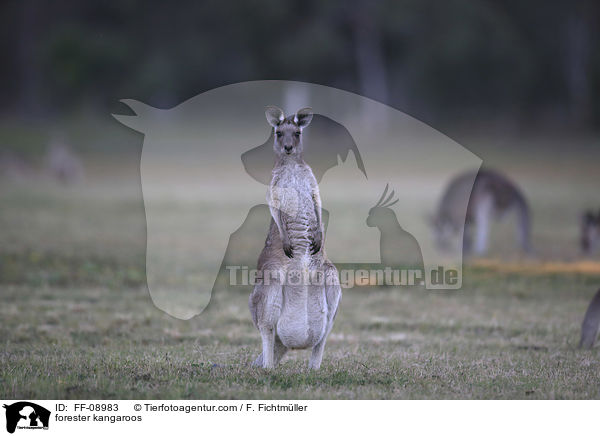 forester kangaroos / FF-08983
