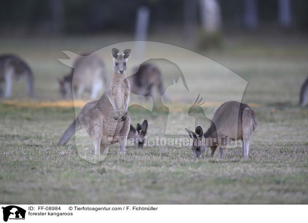 stliches Graues Riesenkngurus / forester kangaroos / FF-08984