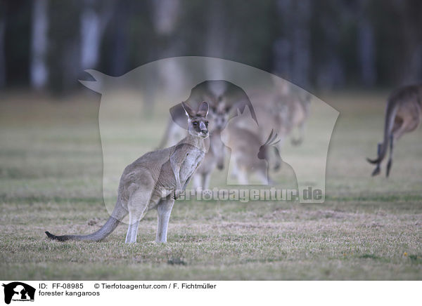 stliches Graues Riesenkngurus / forester kangaroos / FF-08985