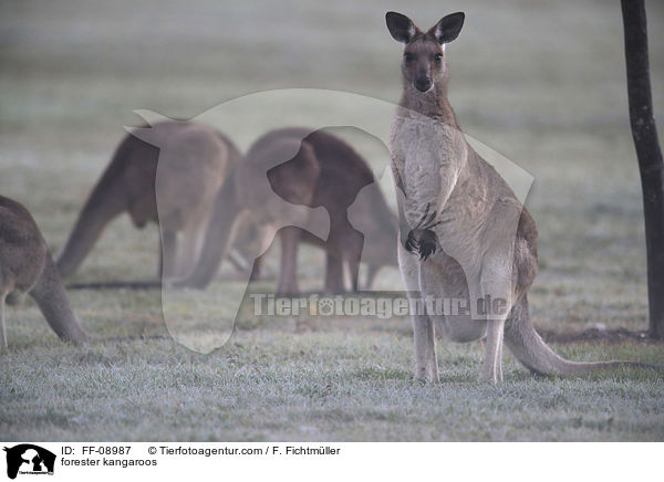 forester kangaroos / FF-08987
