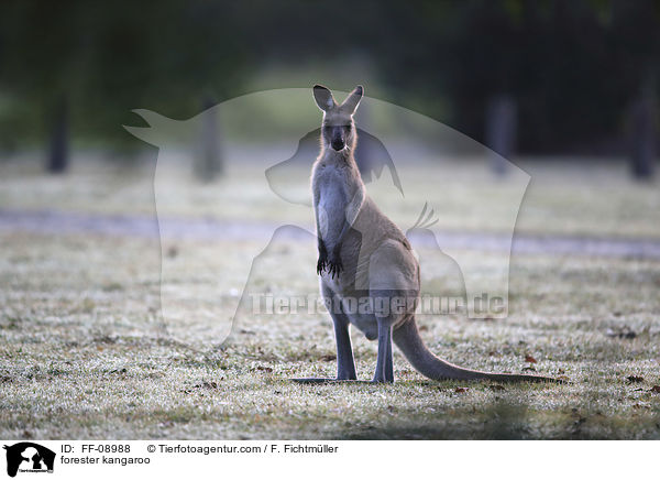 stliches Graues Riesenknguru / forester kangaroo / FF-08988