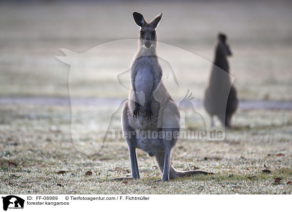 stliches Graues Riesenkngurus / forester kangaroos / FF-08989