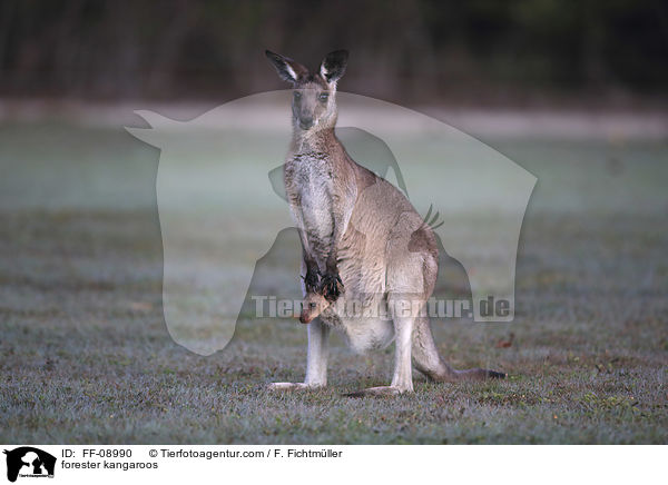 stliches Graues Riesenkngurus / forester kangaroos / FF-08990