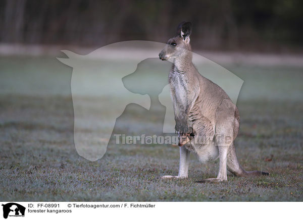 stliches Graues Riesenkngurus / forester kangaroos / FF-08991